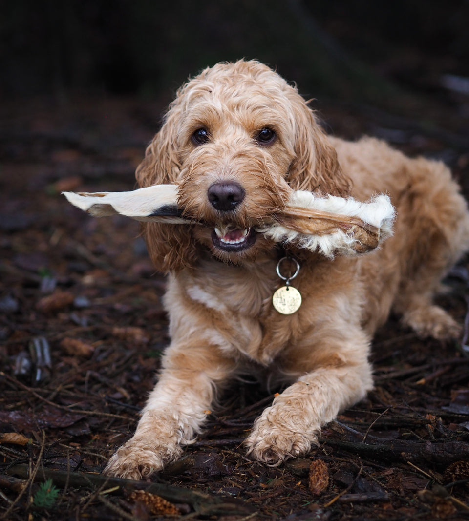 Anco - Naturals - Hairy Lamb Ear Stick - Medium