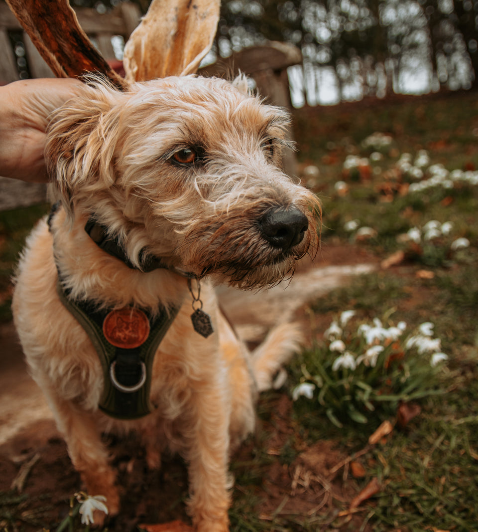 Anco - Hairy Lambs Ears