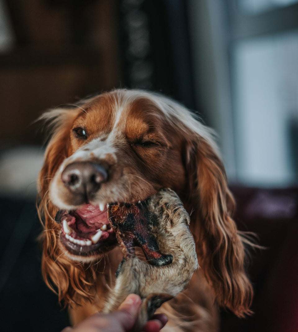 Anco - Hairy Bully Snouts