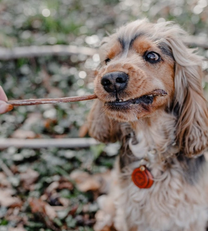 Anco - Naturals - Lamb Pizzle