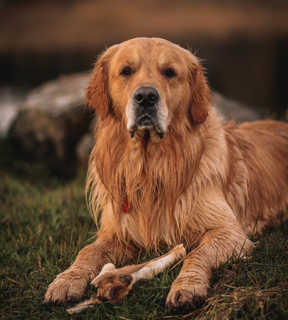 Anco - Naturals Hairy Bully Leg Roll