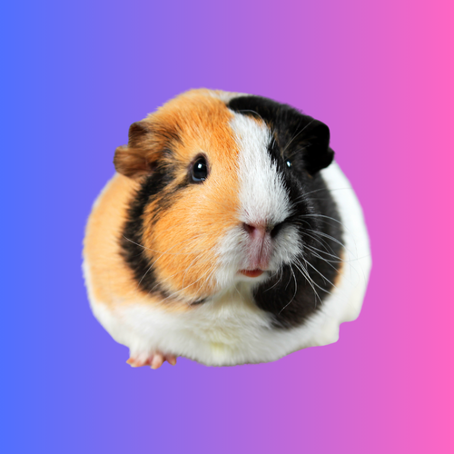 Guinea Pig