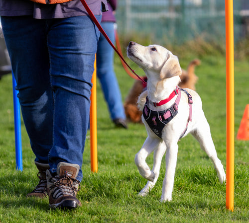 1. Puppy Play School