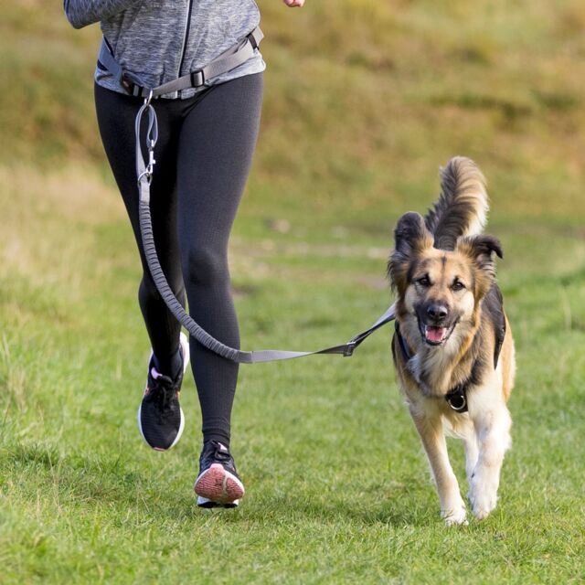 Trixie - Waist Belt with Lead for Medium - Large Sized Dogs