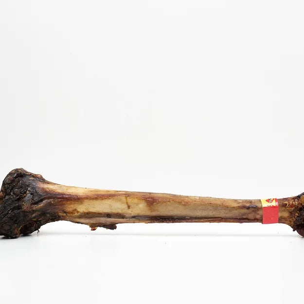 Antos - Ostrich Caveman Bone