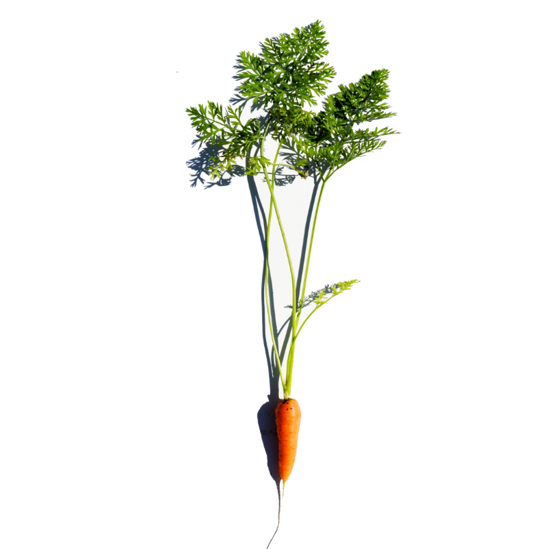 Carrot